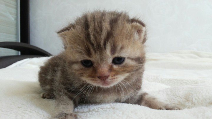 Kitty