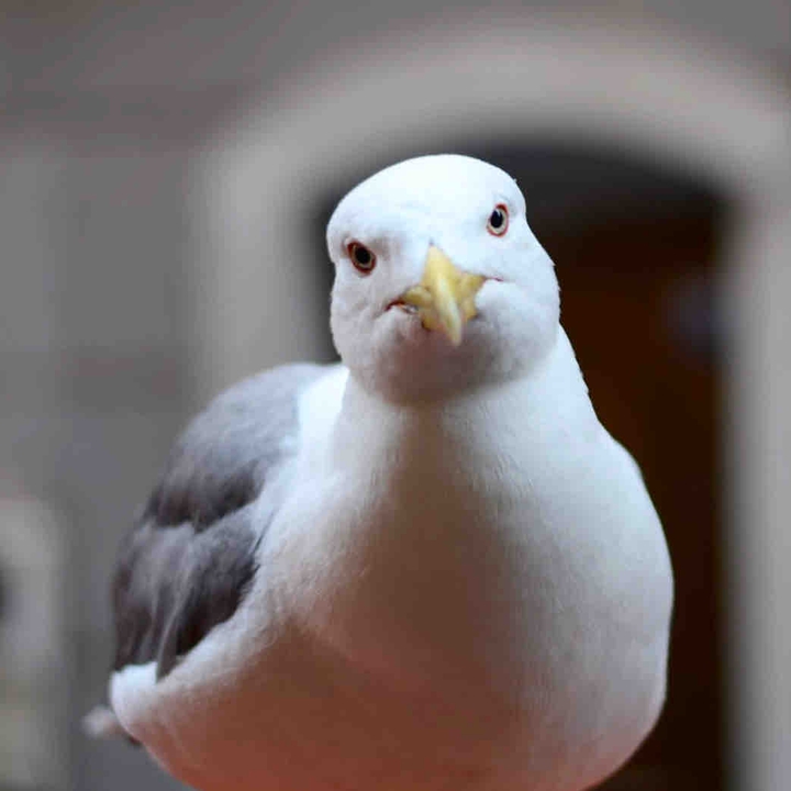 gaviota