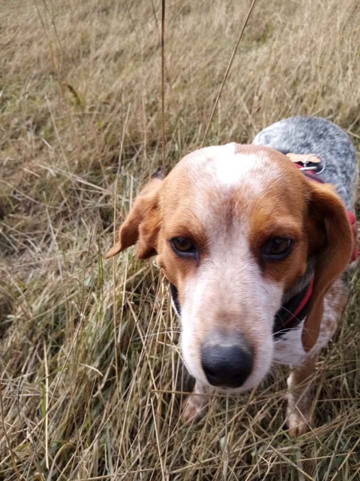 Luna in fields