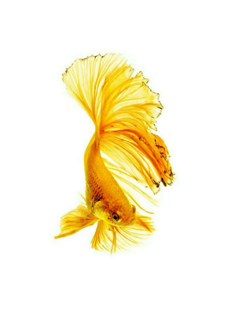Gold Fish