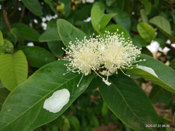 fruit flowers