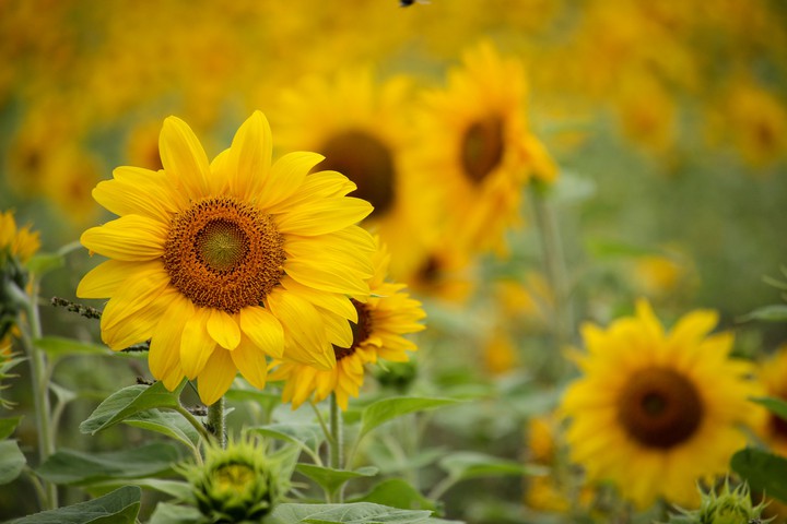 Sunflowers