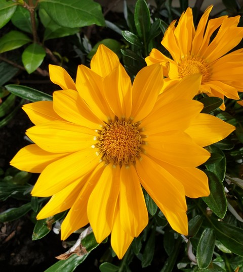 Fiore giallo