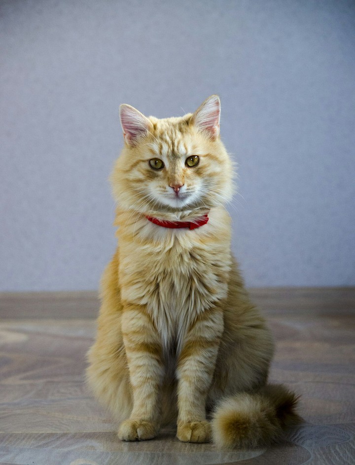Red-headed cat