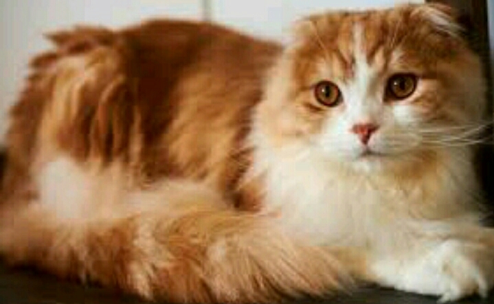 Cat Love