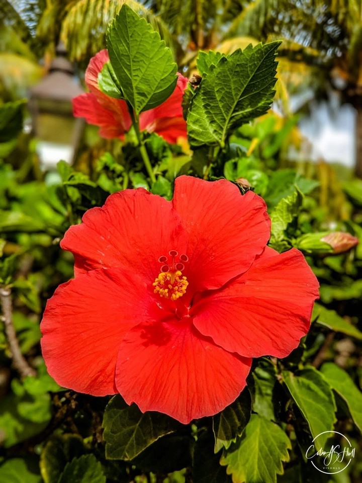 exotic flowers of St. Vincent