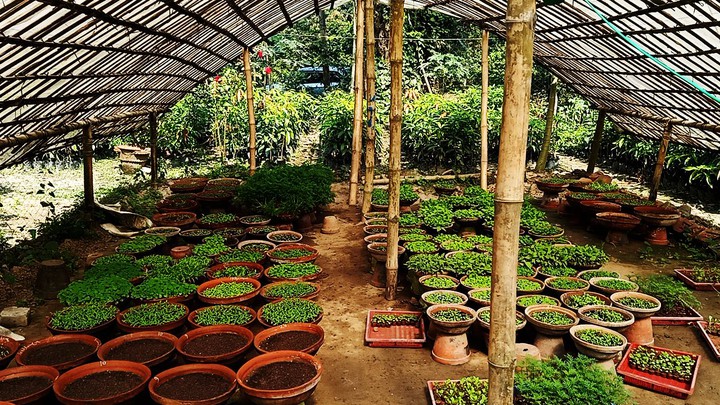 Nursery Lover