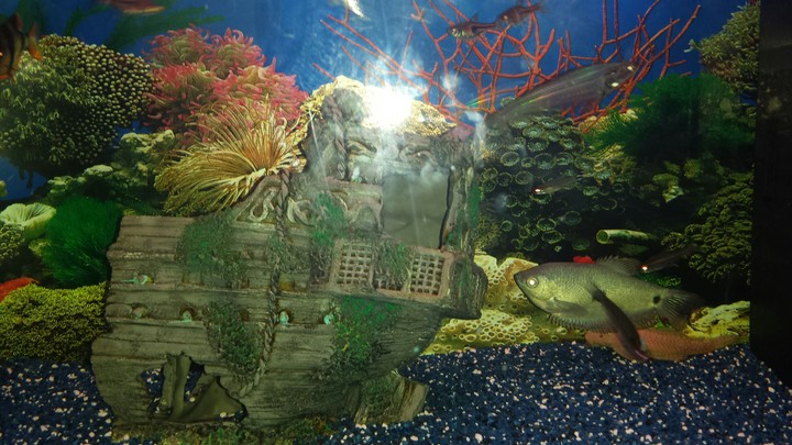 Aquarium