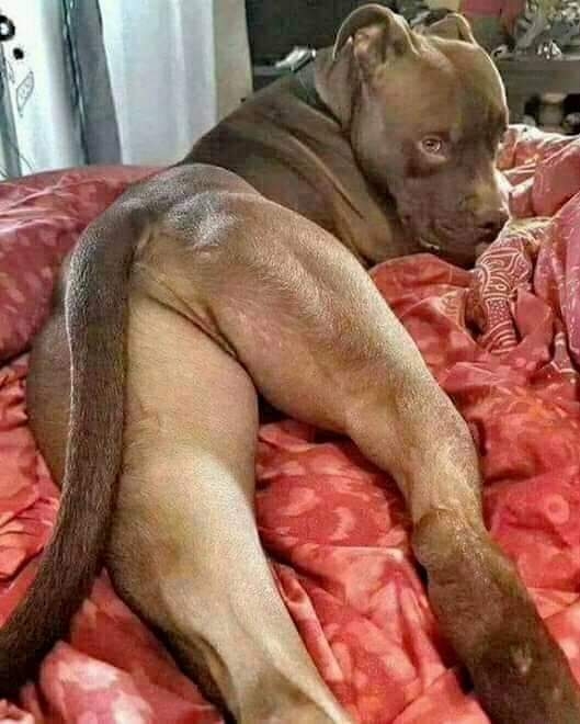 Dirty dog