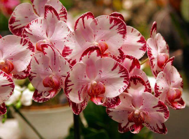 ارکیده سیمبیدیوم (Cymbidium Orchid)