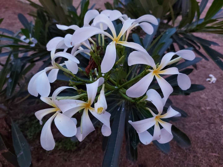 Flowers