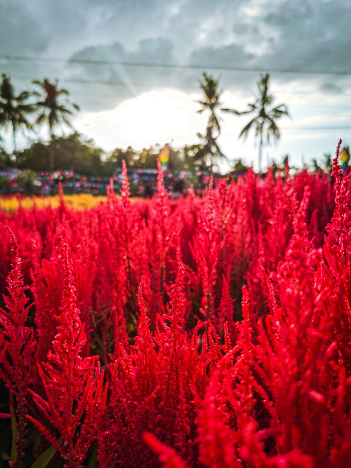 Red Leaves