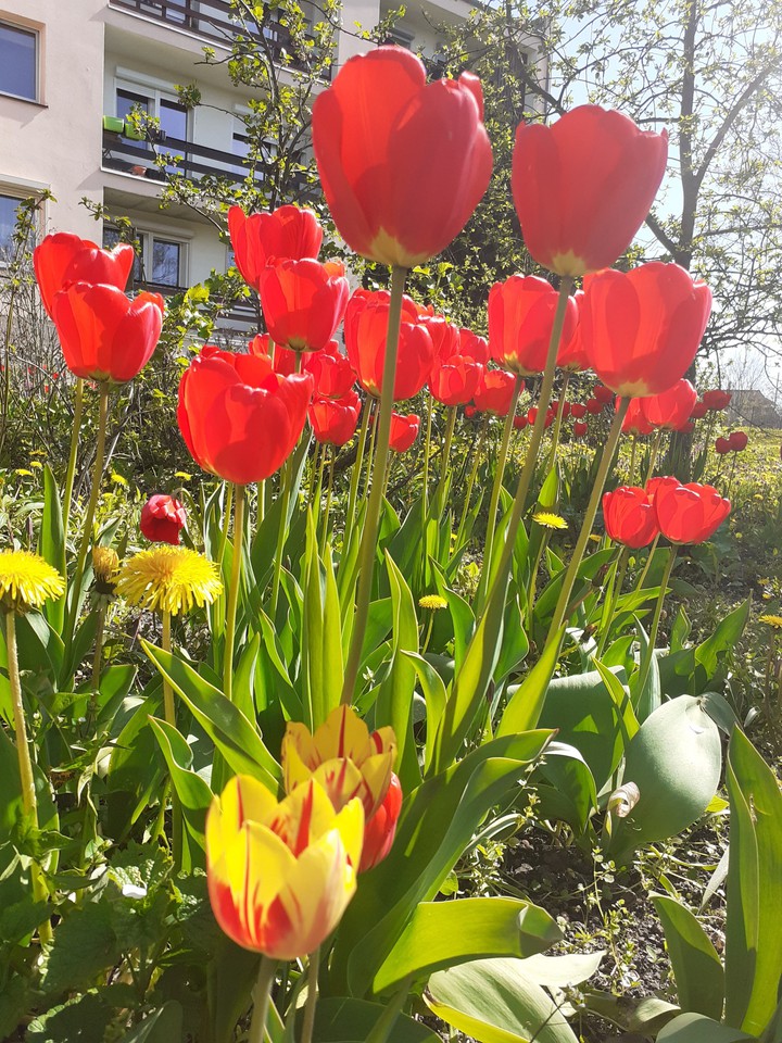 Tulipany