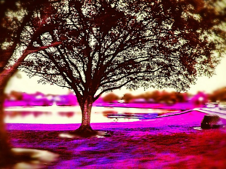 Pink Tree