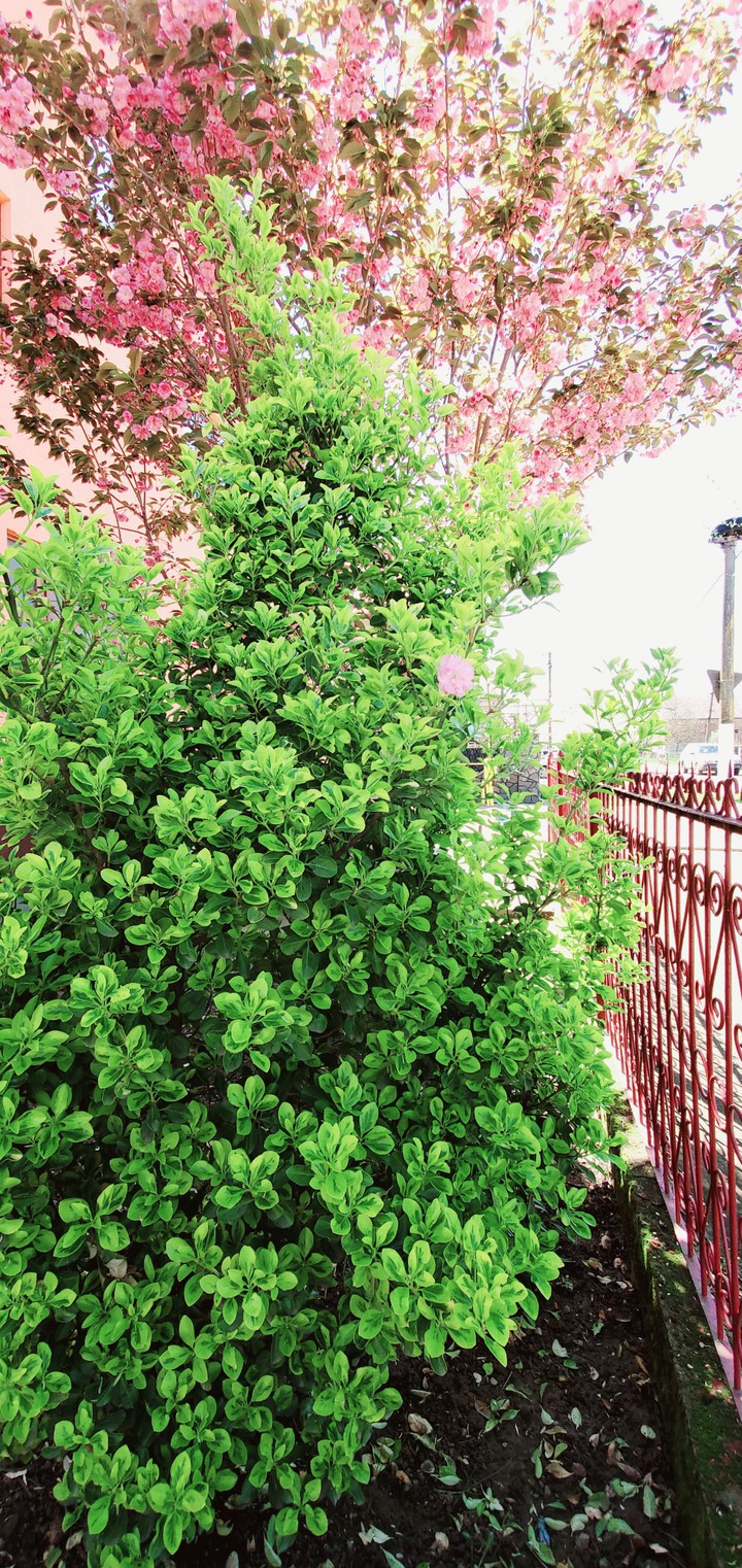 green-peenk