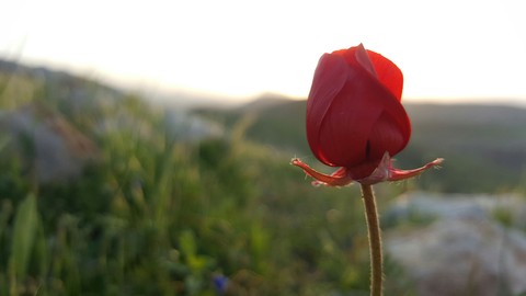 flower, petal壁纸