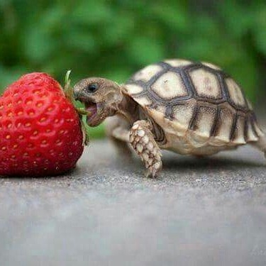 turtle eats a stawberry