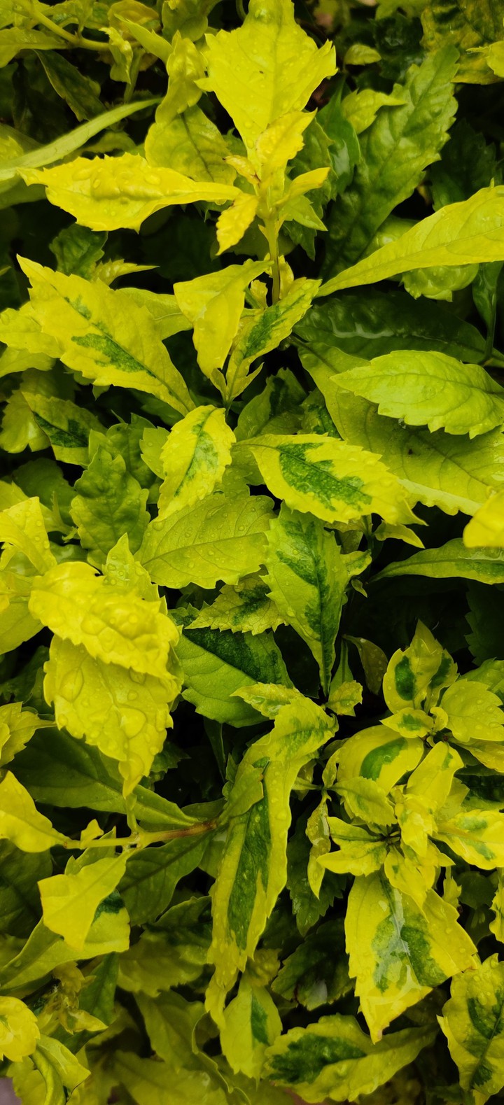 green leaves