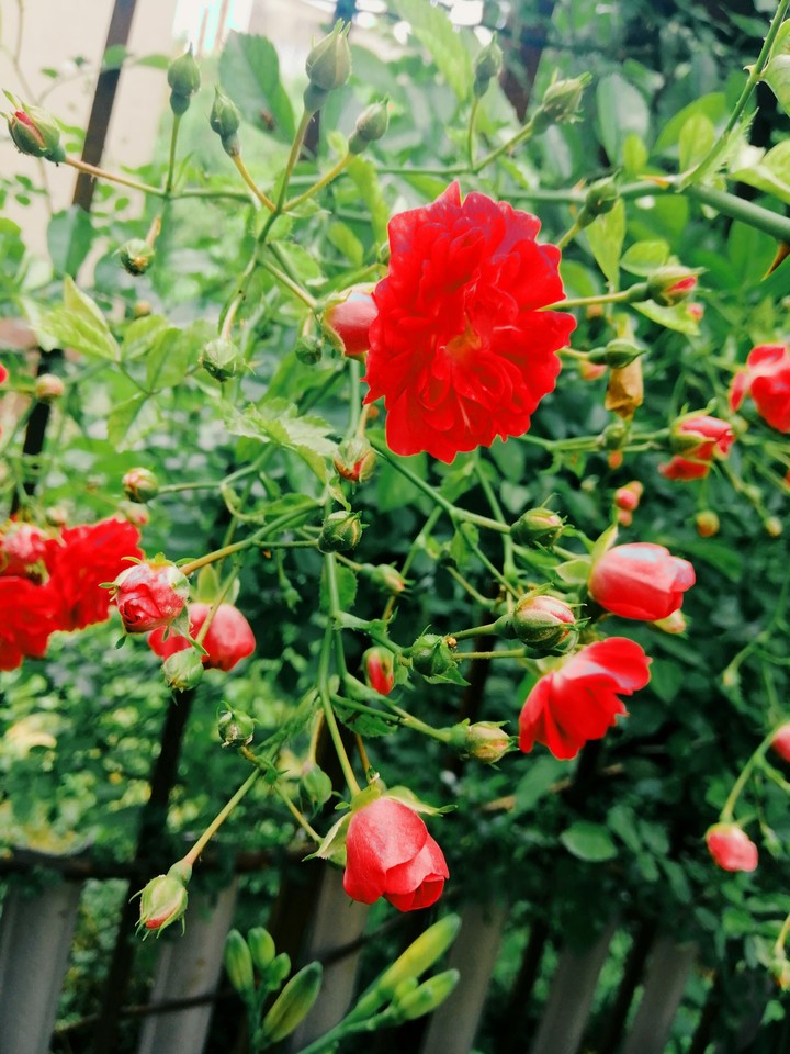 rose