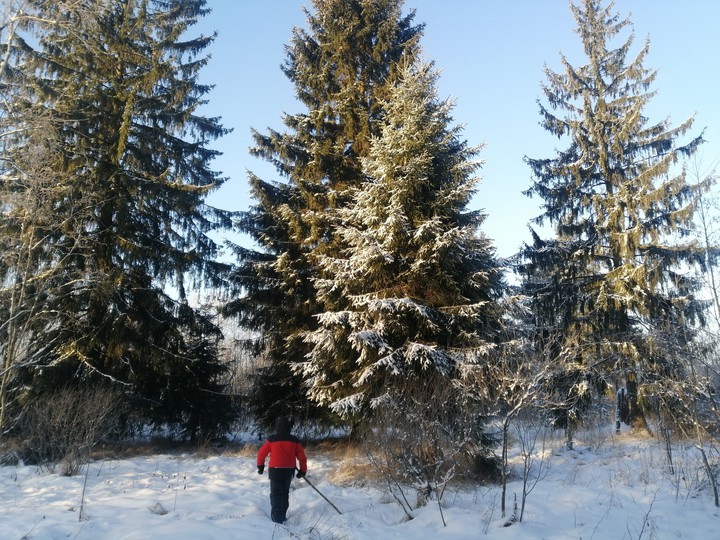 лес в морозное утро