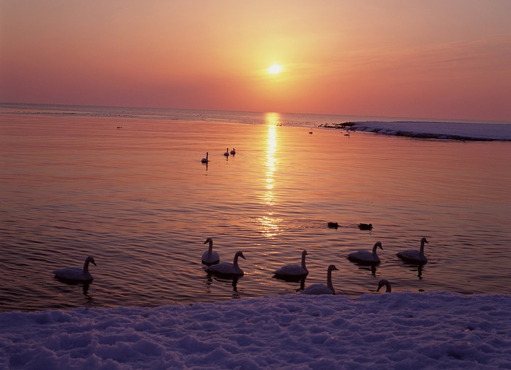 Birds