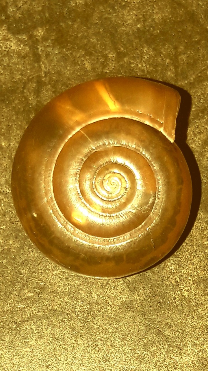 shell