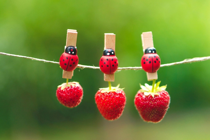strawberies