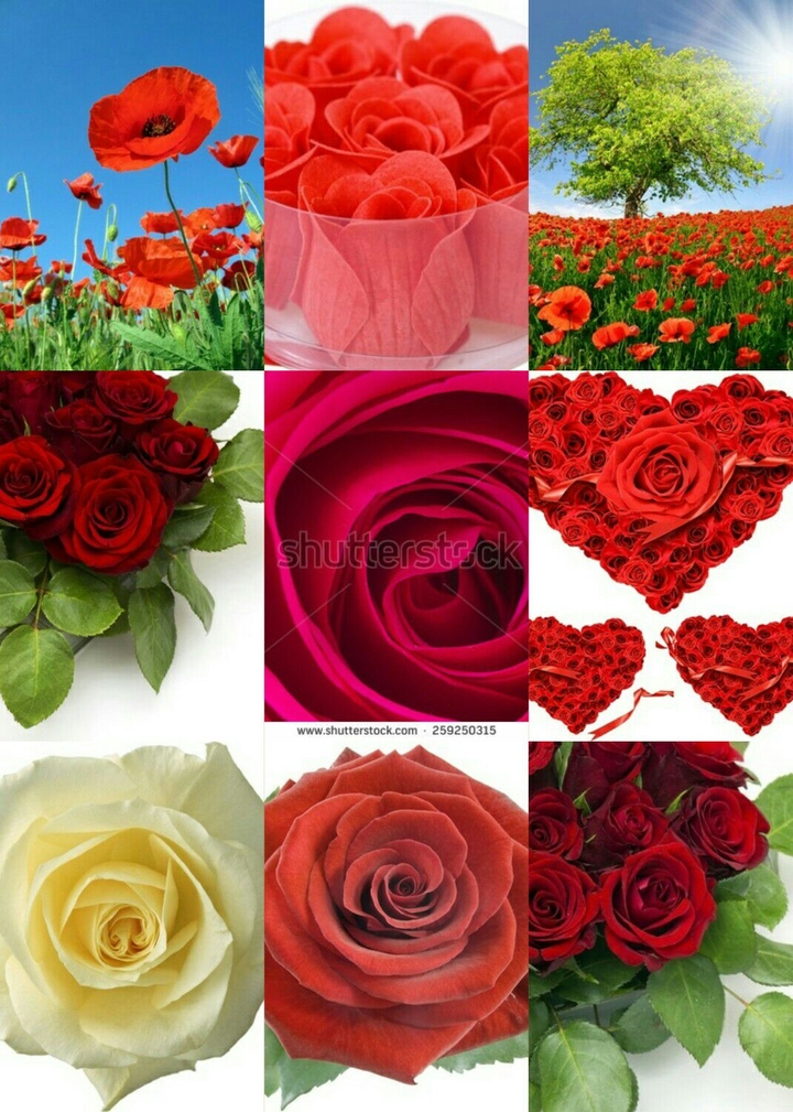 RED BEAUTY