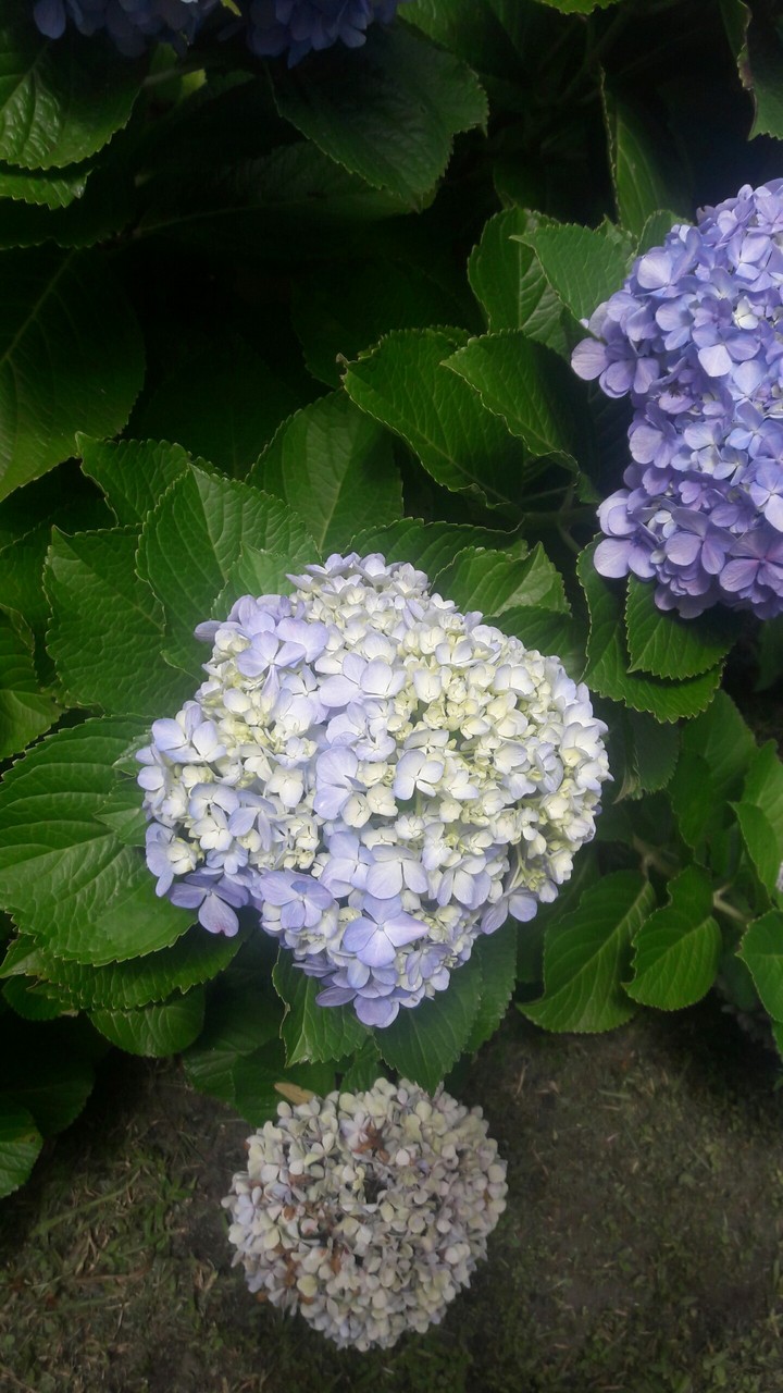 Flor