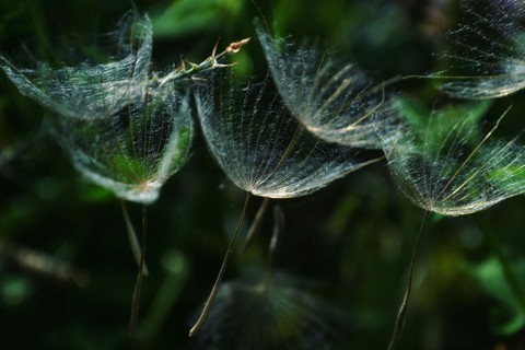 papéis de parede dew, plant