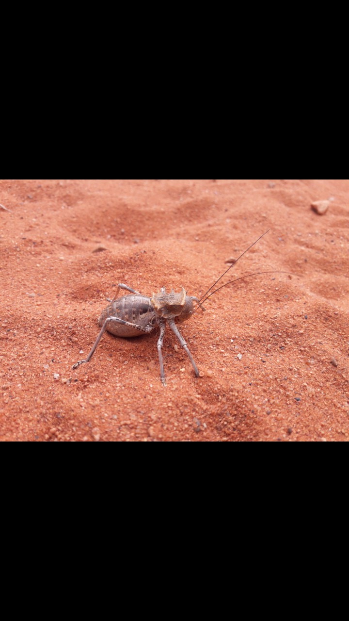 the grasshopper kind
