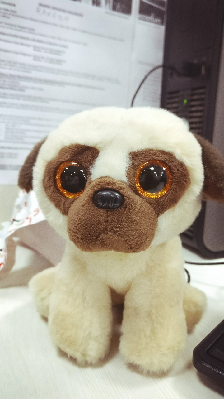 Cute Puppy