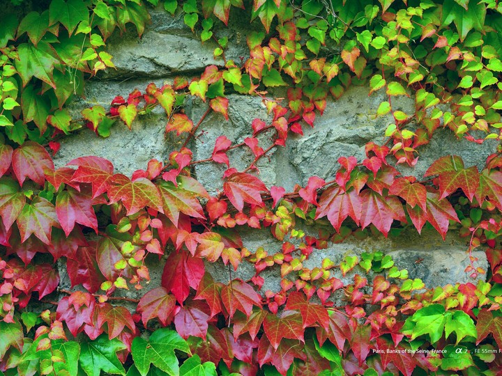 Colored Leaves