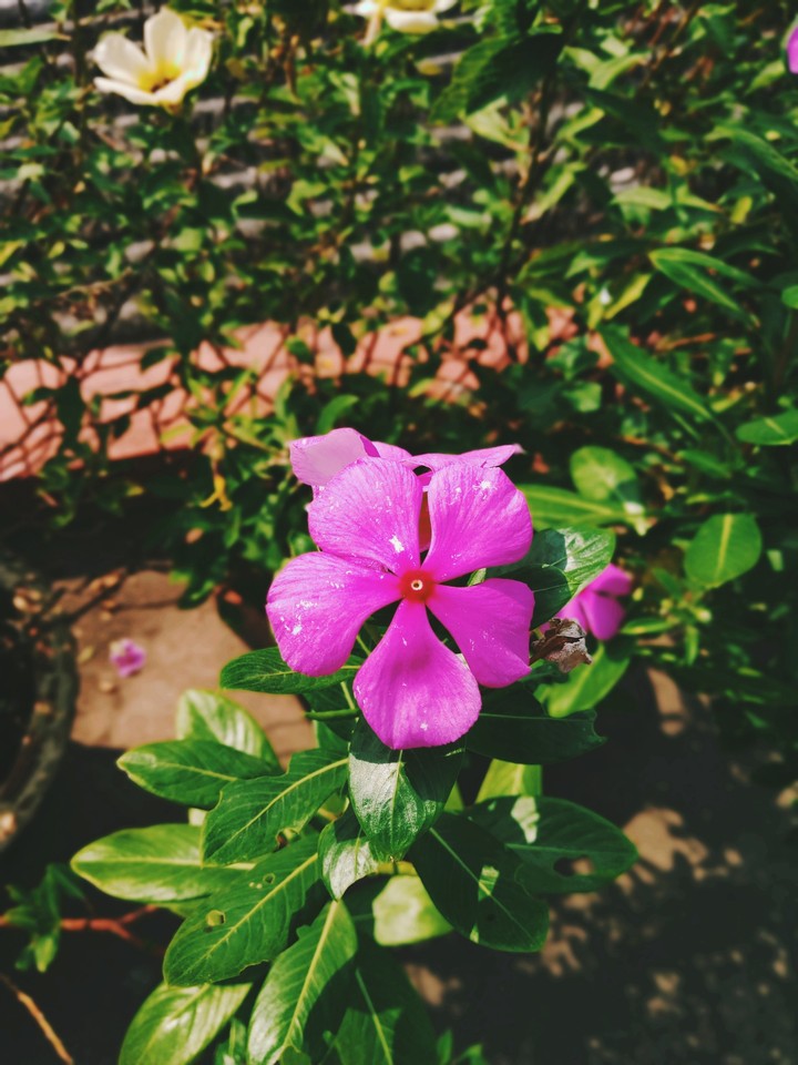 Flower