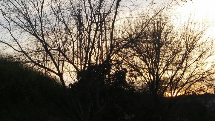 tree