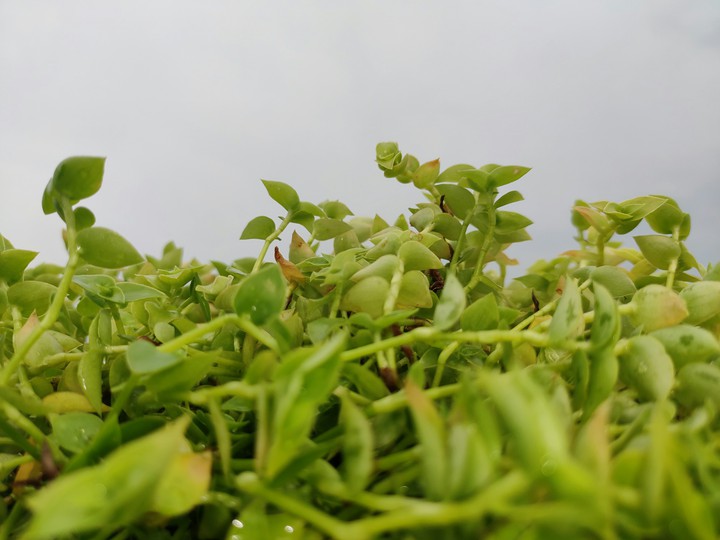 grass plants
