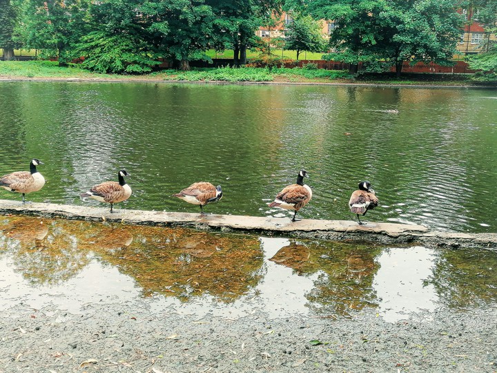 ducks
