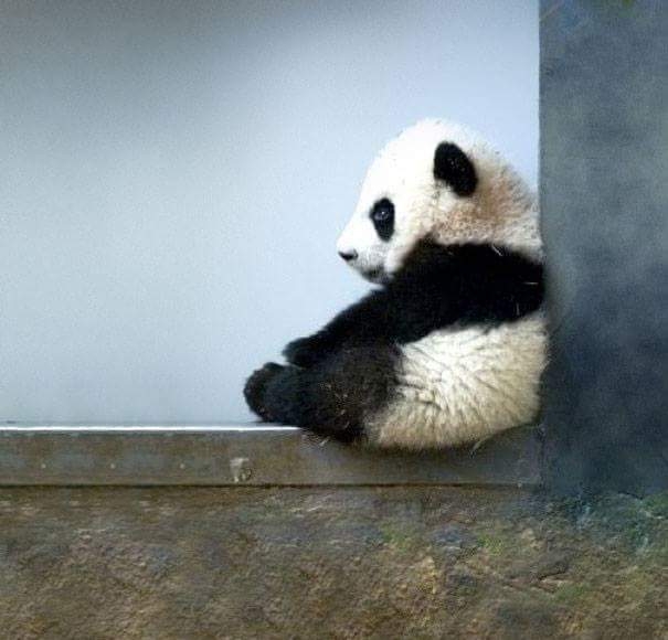 baby panda