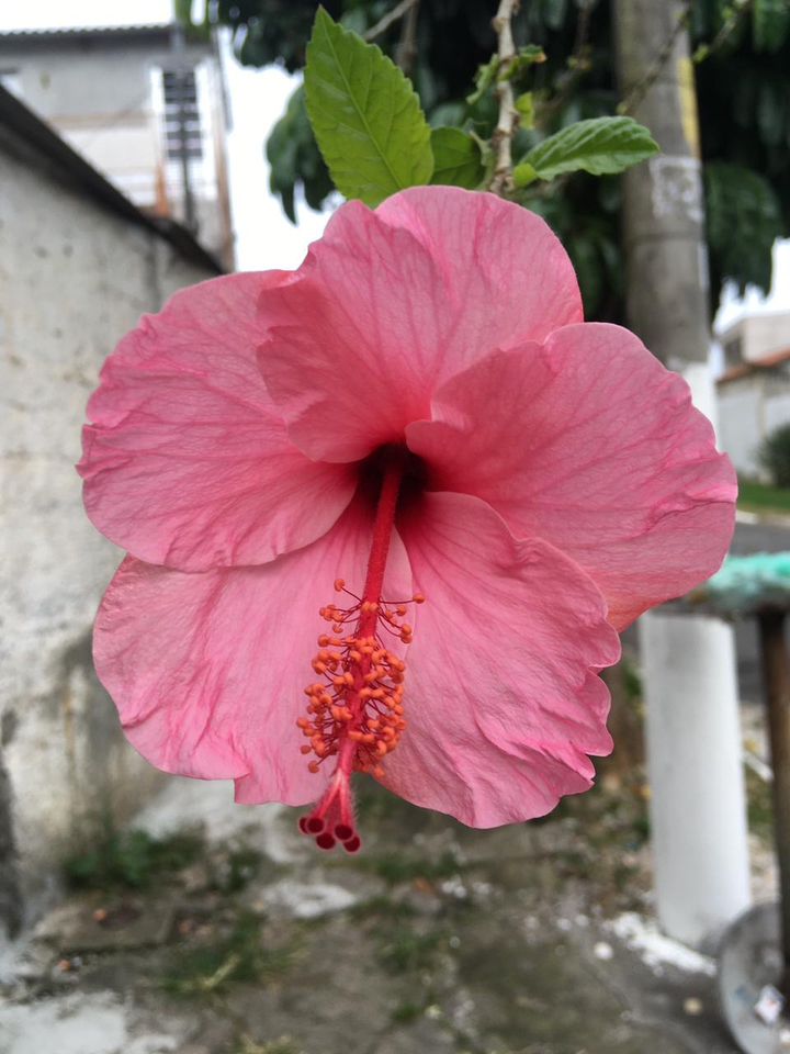 flor