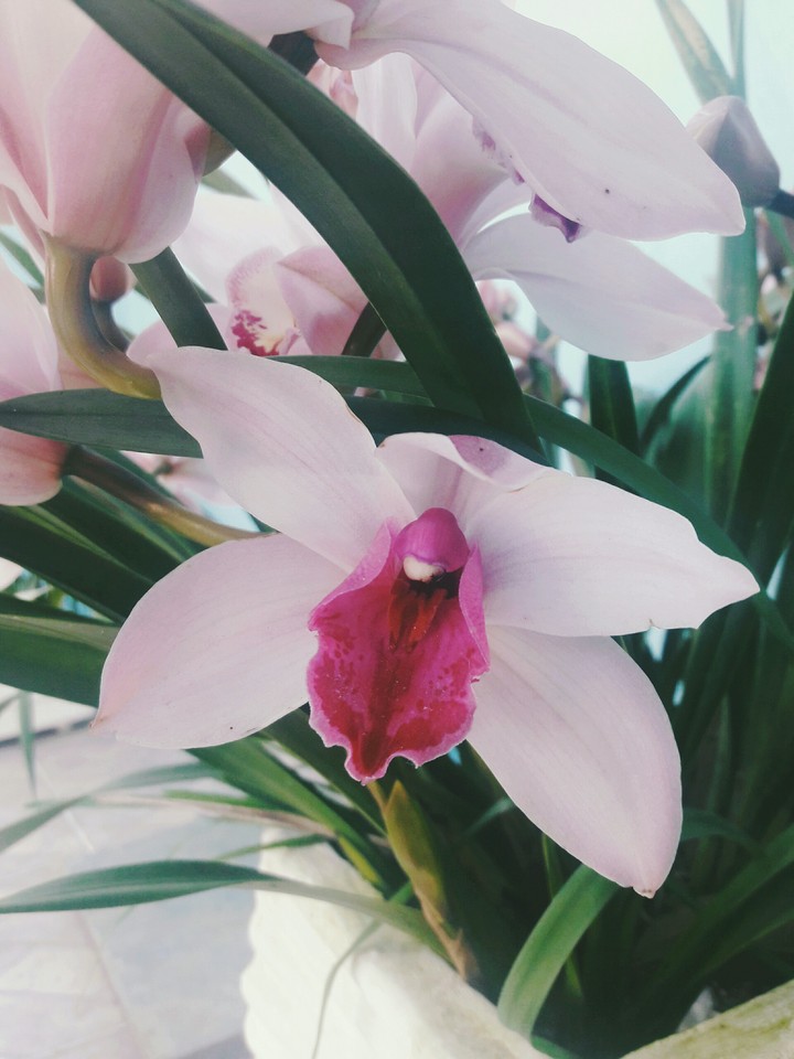 orquídeas