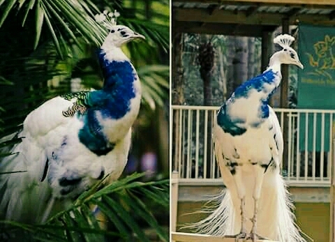 Rare and beautiful peacock
