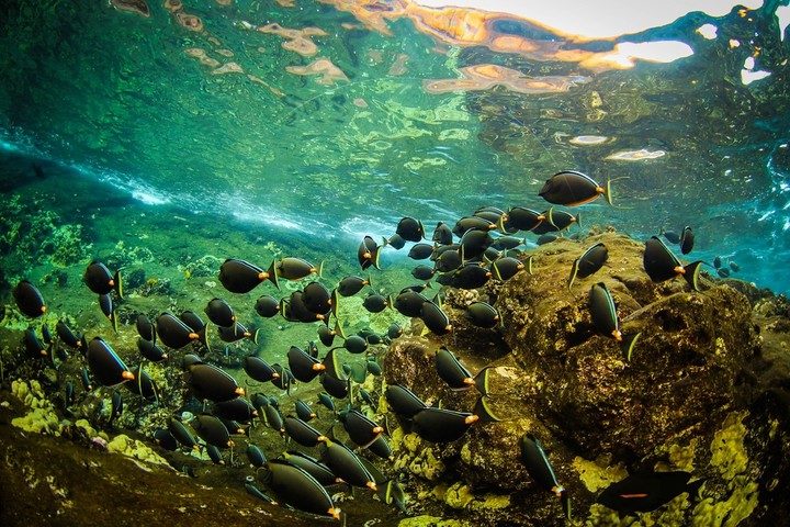 Hawaii Snorkeling