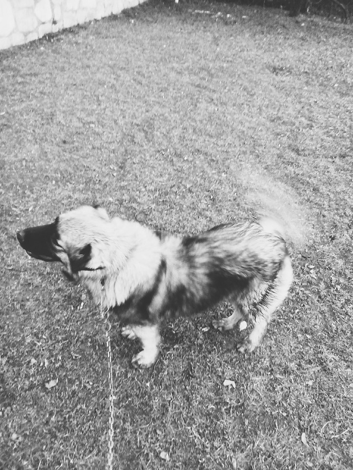 Dog