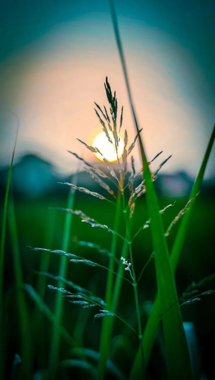 sfondi grasses, evening