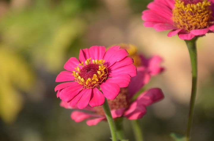 Pink Flowers