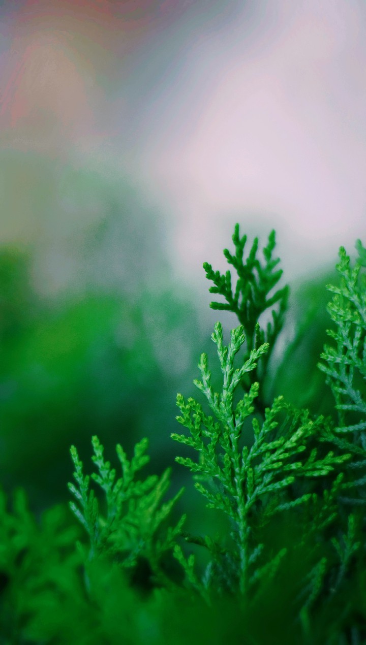 green plant Macro