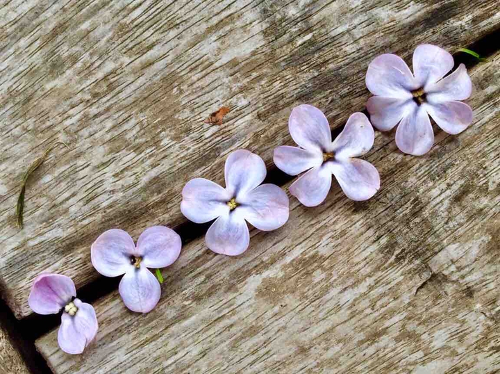 lilac