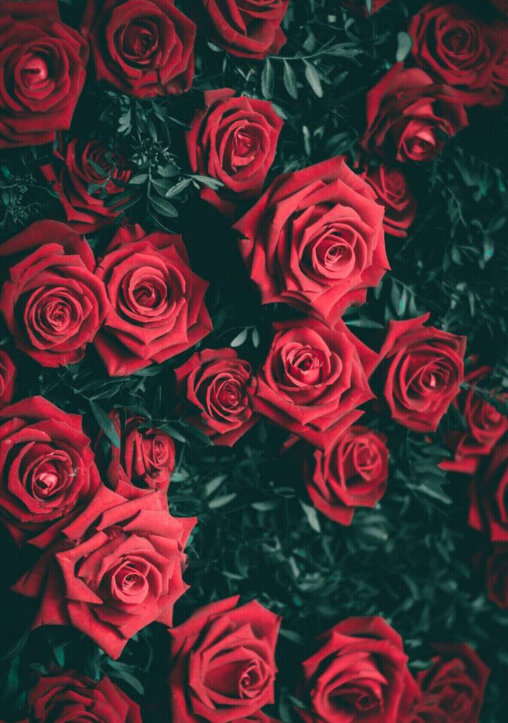 Red rose?