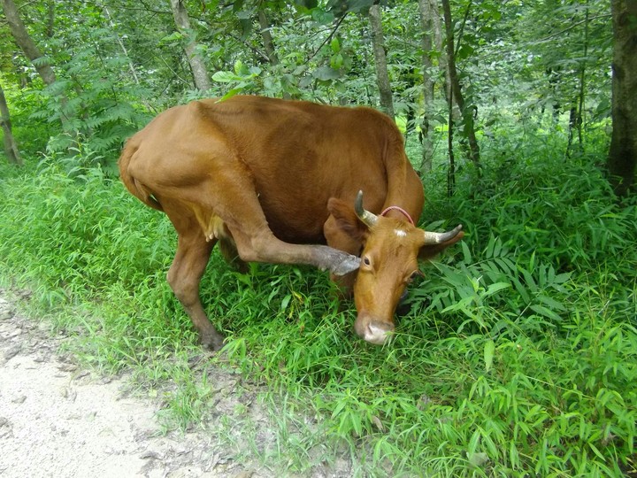 cow