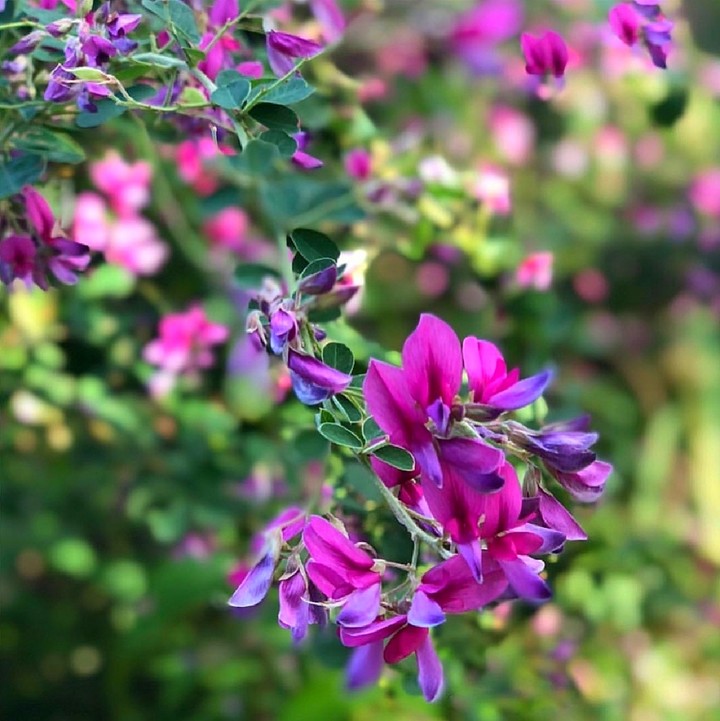 blossom
